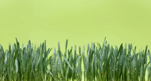 Dettaglio Gocce Acqua Sul Grano Giovane Foto Stock