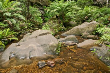 Büyük Kanyon parça yürüme. Avustralya Blue Mountains.