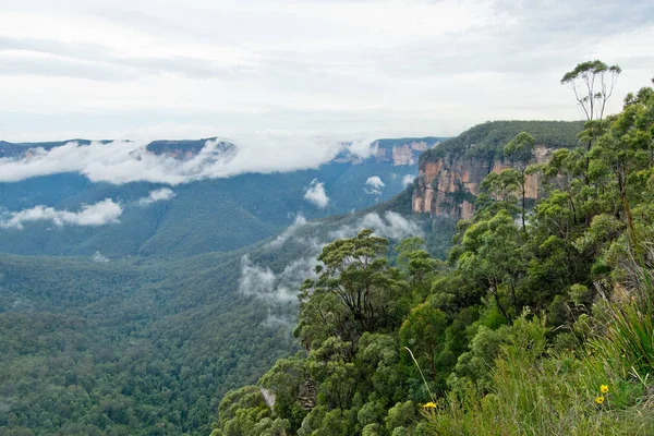 Govetts sıçrama uyanık. Avustralya Blue Mountains.