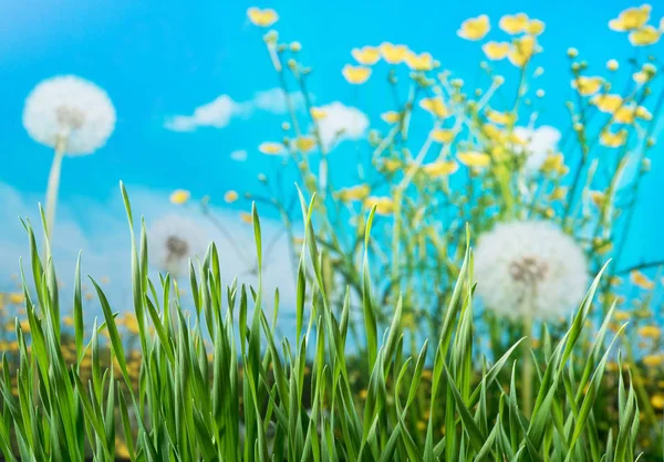 Detail Meadow Springtime — Stock Photo, Image