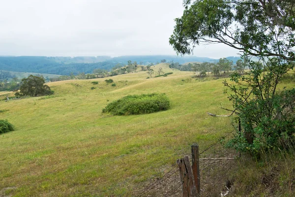 Pasture New South Wales Australia — Stock Photo, Image