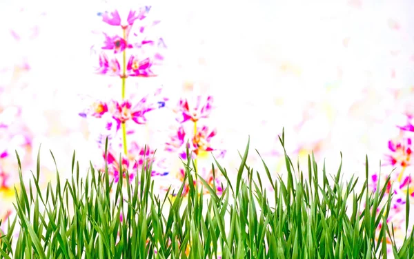 Detail Meadow Springtime — Stock Photo, Image