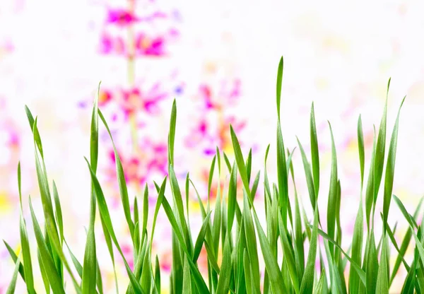 Detail Meadow Springtime — Stock Photo, Image