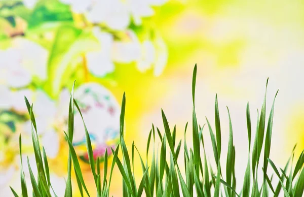 Detail Meadow Springtime — Stock Photo, Image