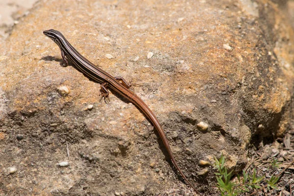 Skink Cauda Cobre Blue Mountain Austrália — Fotografia de Stock