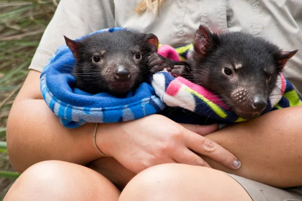 Két Tasmán Ördög Babák Kezeli Ranger Állatkertben — Stock Fotó