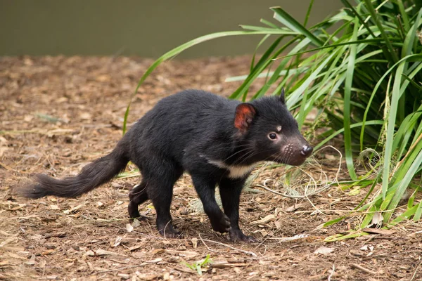 Egy Fiatal Tasmán Ördög Állatkertben — Stock Fotó