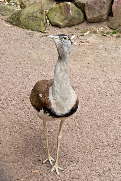 Portret Van Een Australische Trap Dierentuin — Stockfoto