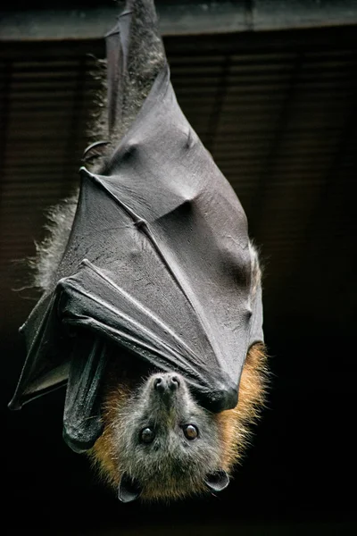 Gråhuvad Flying Fox Australiska Naturen Stockbild