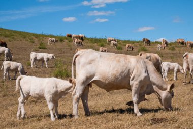 İnek sürüsü yaz üzerinde mera üzerinde