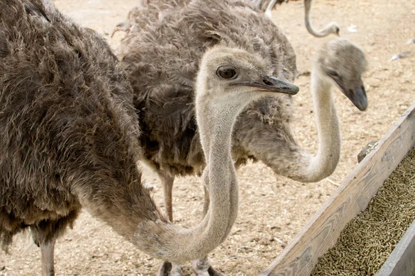 Detail Dvou Krmení Ostrichs Farmě — Stock fotografie