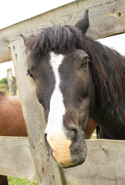 Sad Horse Fence Farm — Stock Photo, Image