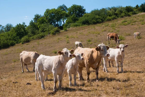 Cow Calfs Pasture Summertime — Stock Photo, Image