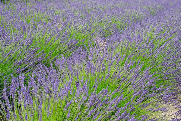 Détail Champ Lavande Été — Photo