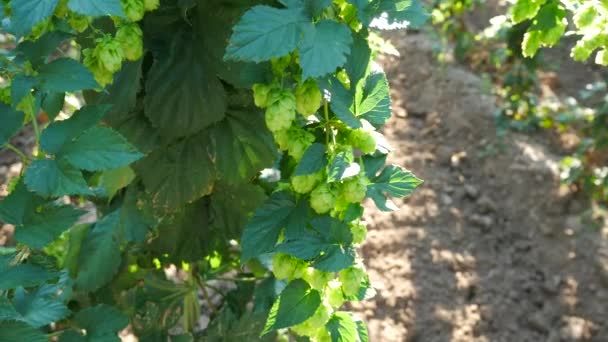 Hop Cones Contra Sunray Panning — Vídeo de Stock