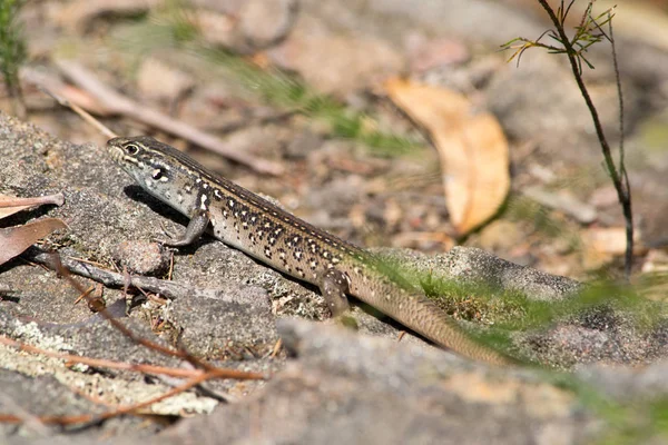 Skink Acuático Las Montañas Azules Australia —  Fotos de Stock