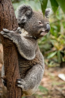 Hayvanat bahçesinde dalı üzerinde koala siting. Avustralya.