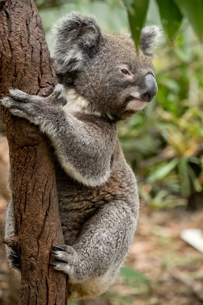 Koala Placering Grenen Djurparken Australien — Stockfoto