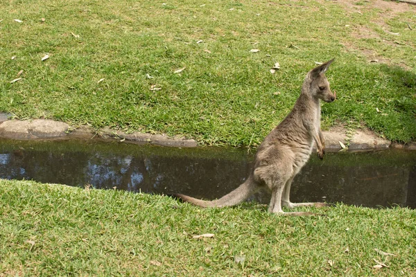 Doğu Gri Kanguru Hayvanat Bahçesinde Avustralya — Stok fotoğraf