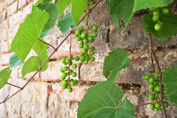 Young Grapevine Wall Springtime — Stock Photo, Image