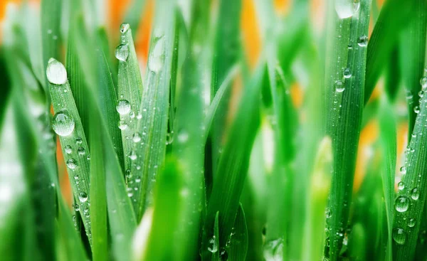 Detail Von Wassertropfen Auf Dem Gras — Stockfoto