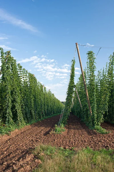 Hopfenfeld Der Tschechischen Republik Vor Der Ernte — Stockfoto