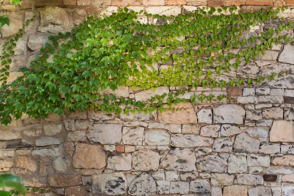 Hintergrund Efeu Der Steinmauer Frühling — Stockfoto