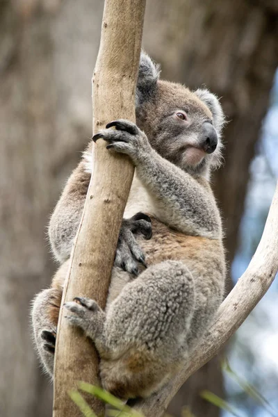 Koala Placering Grenen Djurparken Australien — Stockfoto