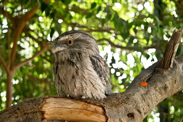 Tawny Frogmouth Ερήμω Στην Αυστραλία — Φωτογραφία Αρχείου