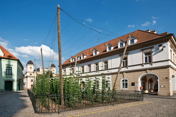 Più Piccolo Campo Luppolo Mondo Nella Città Zatec Repubblica Ceca — Foto Stock