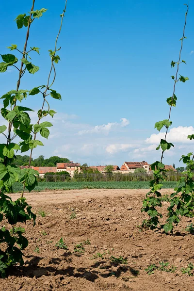 Hopfenfeld Vor Alten Hopfentrockenhäusern Lisany Dorf Tschechische Republik — Stockfoto