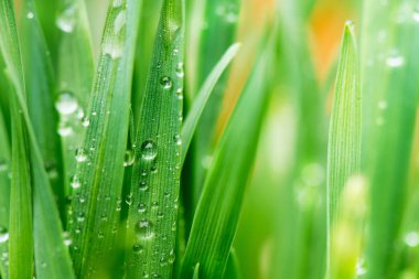 Çimenlerin üzerinde su damlacıkları detay