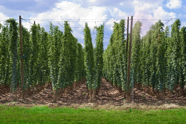 Hopfenfeld Der Nähe Der Stadt Zatec Der Tschechischen Republik — Stockfoto