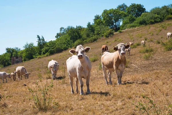 Flock Kor Bete Sommaren — Stockfoto