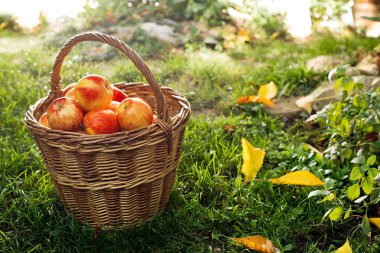Bahçedeki Kırmızı elma ile hasır sepet.