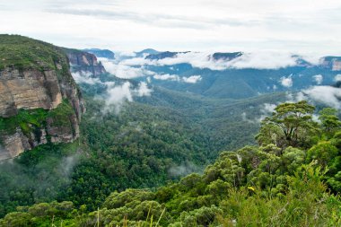 Govetts sıçrama uyanık. Avustralya Blue Mountains.