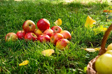 Bahçedeki çimlerin kırmızı elmalar