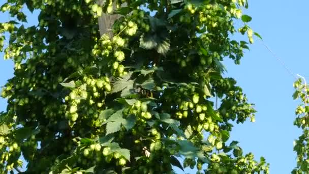 Détail Champ Houblon Avant Récolte Panoramique — Video