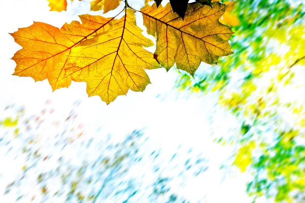 空の上の葉で秋の背景 — ストック写真