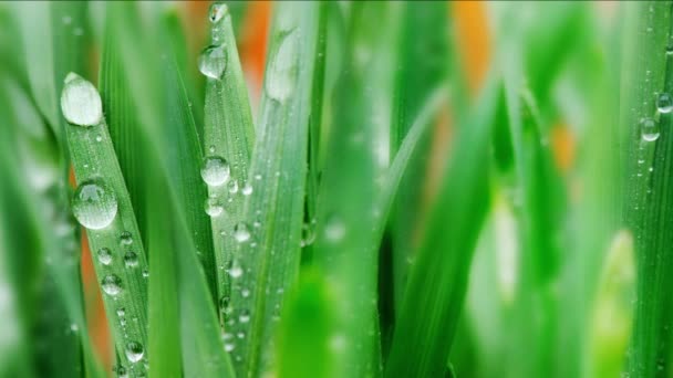 Background Young Wheat Drops Water Pan — Stock Video