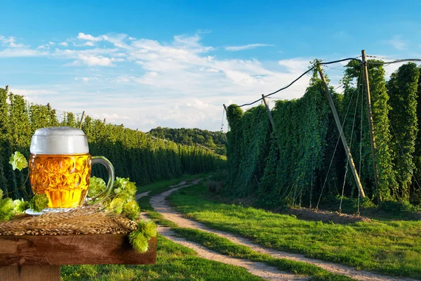 Bierglas Met Gerst Voor Hop Veld — Stockfoto