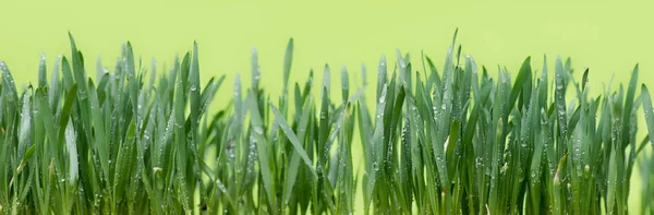 Detail Van Dalingen Van Water Het Gras — Stockfoto