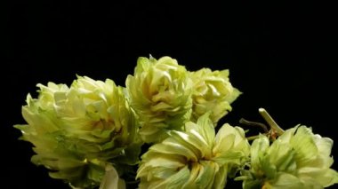 Siyah arka plan üzerine Hop koniler detay. Döndürme.