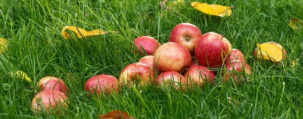 Heap Red Apples Garden — Stock Photo, Image