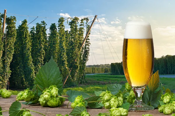 Glas Bier Mit Hopfendolden Vor Dem Hopfenfeld — Stockfoto