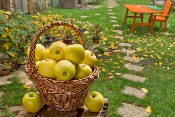 Gelbe Äpfel Weidenkorb Garten — Stockfoto