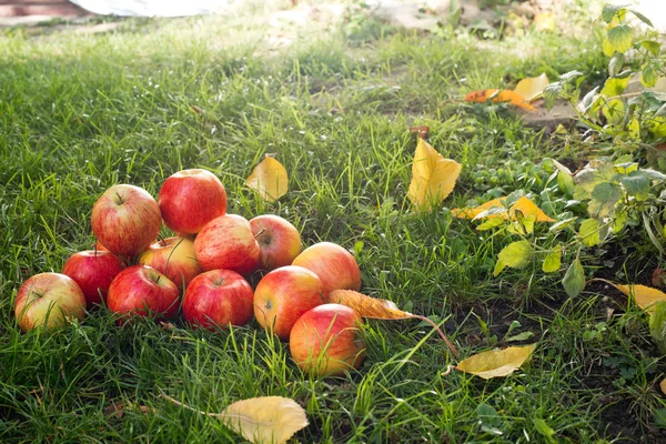 Kırmızı Elma Bahçesinde Yığını — Stok fotoğraf