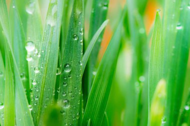 Bahar çim üstünde su damlaları