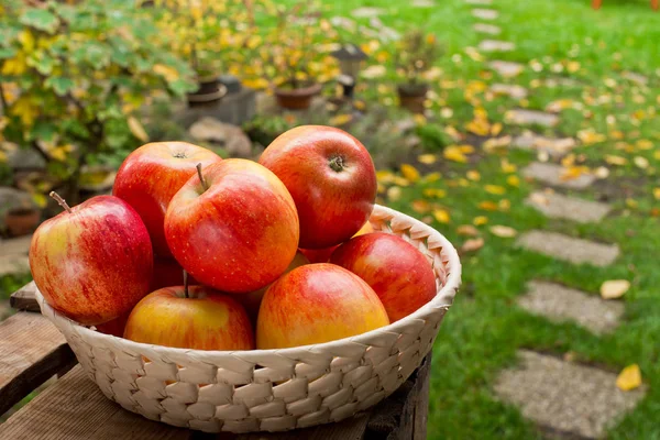 Rote Äpfel Korb Garten — Stockfoto