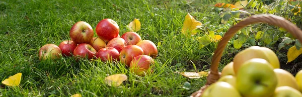 Mucchio Mele Rosse Giardino — Foto Stock